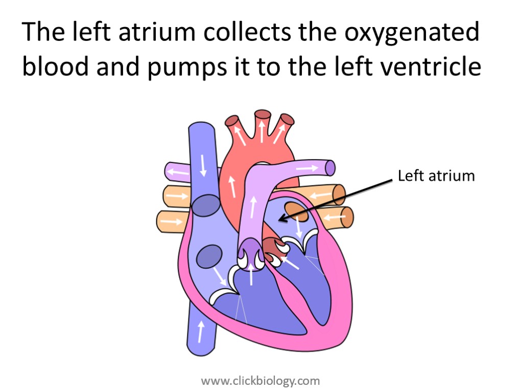 The left atrium collects the oxygenated blood and pumps it to the left ventricle